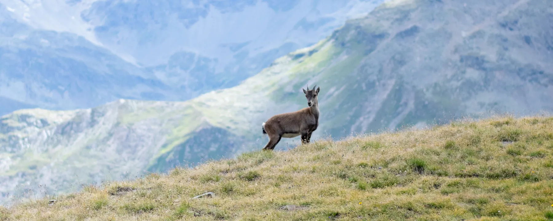 Junger Steinbock der nahe am Wanderweg sich nicht von uns stören lies.